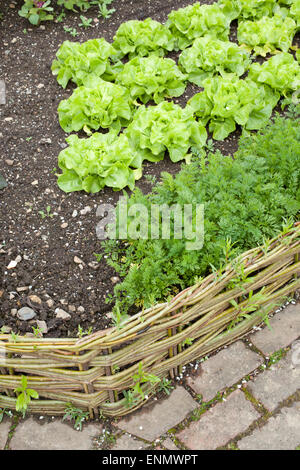Grüne Weide geflochten Miniatur Fance Panels um Gemüse im Gemüsegarten