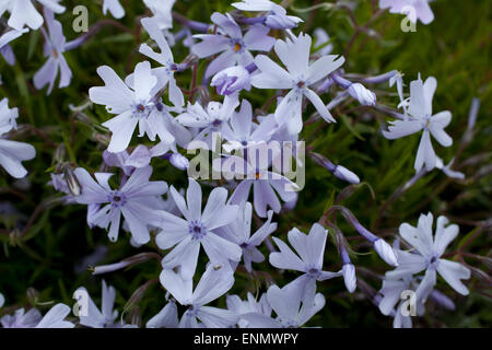 Moos-Phlox Phlox Subulata ' Emerald Cushion Blue an einem Frühlingstag in Devon Stockfoto