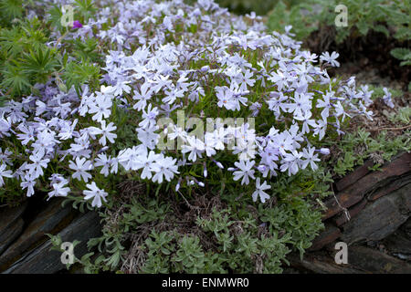 Moos-Phlox Phlox Subulata ' Emerald Cushion Blue an einem Frühlingstag in Devon Stockfoto