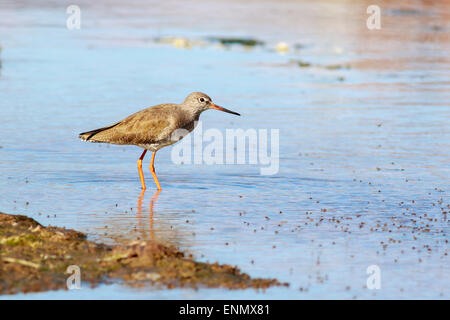 Rotschenkel (Tringa Totanus) auf der Suche nach einer Mahlzeit Stockfoto