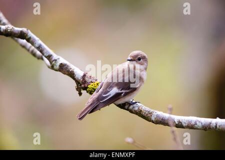 Eine weibliche Trauerschnäpper Fliegenschnäpper (Ficedula Hypoleuca) in Gilfach Stockfoto