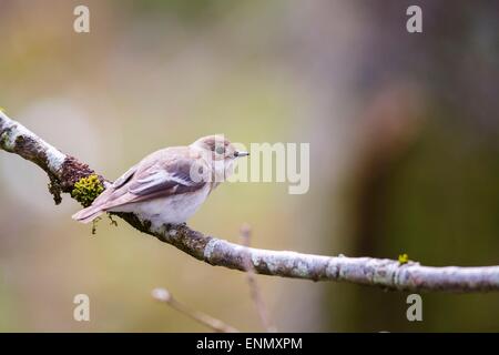 Eine weibliche Trauerschnäpper Fliegenschnäpper (Ficedula Hypoleuca) in Gilfach Stockfoto