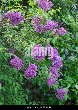 Syringa x persica Stockfoto