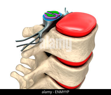 Wirbelsäule mit Nerven und Bandscheiben. Stockfoto