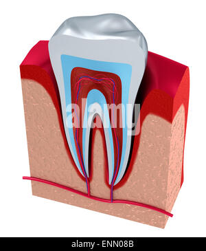 Abschnitt des Zahnes. Das Fruchtfleisch mit Nerven und Blutgefäßen Stockfoto
