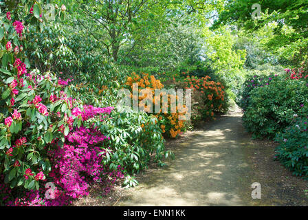 Frühen Sommer-blühende Rhododendren und Azaleen in Langley Park Country Park, Buckinghamshire Stockfoto