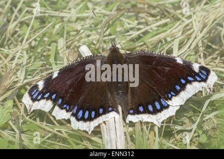 Die Camberwell Schönheit, Nymphalis antiopa Stockfoto