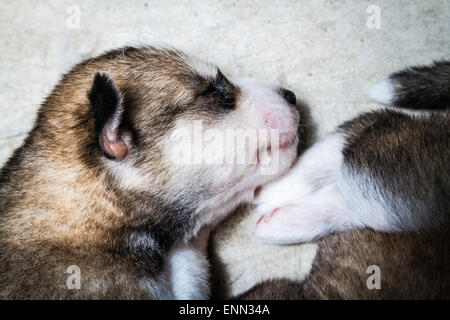 Verschlafene zwei Wochen alten husky Welpen mit ihren niedlichen kleinen Gesichter Stockfoto