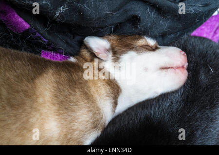 Verschlafene zwei Wochen alten husky Welpen mit ihren niedlichen kleinen Gesichter Stockfoto