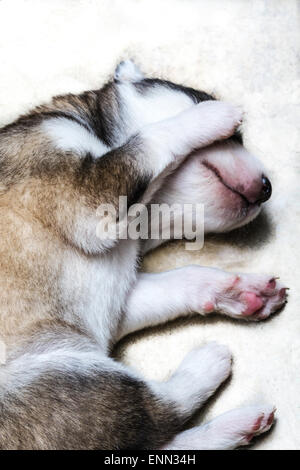 Verschlafene zwei Wochen alten husky Welpen mit ihren niedlichen kleinen Gesichter Stockfoto