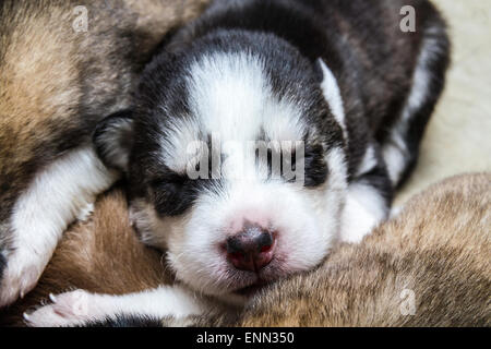 Verschlafene zwei Wochen alten husky Welpen mit ihren niedlichen kleinen Gesichter Stockfoto