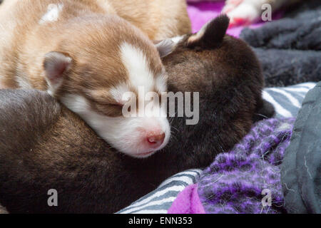 Verschlafene zwei Wochen alten husky Welpen mit ihren niedlichen kleinen Gesichter Stockfoto