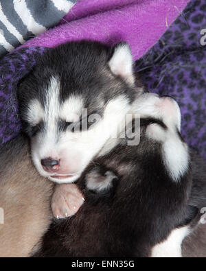 Verschlafene zwei Wochen alten husky Welpen mit ihren niedlichen kleinen Gesichter Stockfoto