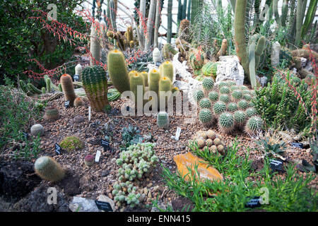 Kakteen-Patch am Konservatorium Barbican, London, England Stockfoto