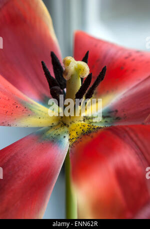 Blume rot Tulip(Tulipa) macro.on einen hellen Hintergrund. Stockfoto