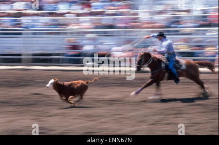 Ein Cowboy schwingt ein Lasso während seinem schnellen Pferd Chase ein Kalb während des Tie-Down Abseilen Contest am jährlichen Schwestern-Rodeo in der Nähe von Bend, Oregon, USA verleiht. Es statt unter den Bullen Reiten, Steer Wrestling, Faßlaufen und andere Veranstaltungen in Mitte Juni, die gebracht haben mehr Prestige und Geldbörsen, die Schwestern Rodeo seit sie zum ersten Mal im Jahre 1940.  Das Erbe des alten Westens Rodeos ist, dass sie zu einer modernen Sportart haben. Die unscharfen Aktion Wirkung auf diesem Foto sehen entstand durch Schwenken der Kamera mit dem beweglichen Kalb und Wrangler, während der Verschluss geöffnet war. Stockfoto