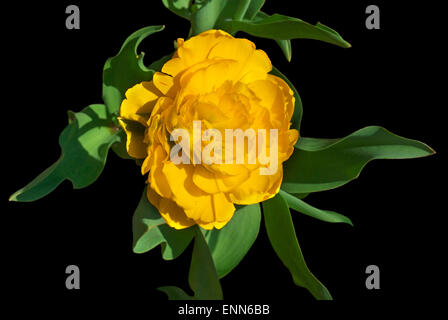 Gelbe Blume Holland Tulip(Tulipa). Stockfoto