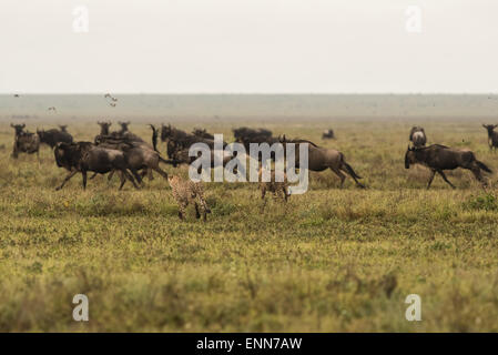 Geparden jagen Gnus, Tansania. Stockfoto