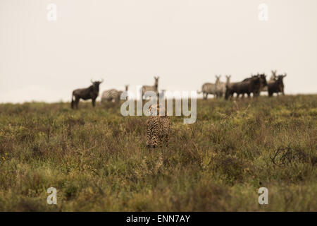 Geparden jagen Gnus, Tansania. Stockfoto