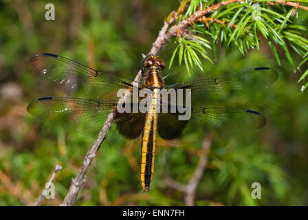 Weibliche Witwe Abstreicheisen Libelle, Libellula Luctuosa, klammerte sich an eine Fichte Bäumchen in Charleston Lake Provincial Park, Ontario Stockfoto