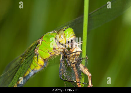 Weibliche östliche Pondhawk Libelle, Erythemis Simpliciollis, Fütterung auf eine andere Libelle, Charleston Lake Provincial Park. Stockfoto