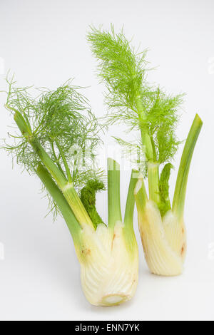 Fenchel, süß-Fenchel, Florenz Fenchel-Zwiebel, Fenchel, Knollen Fenchel, Gemüse-Fenchel, Foeniculum Vulgare, Foeniculum officinale Stockfoto