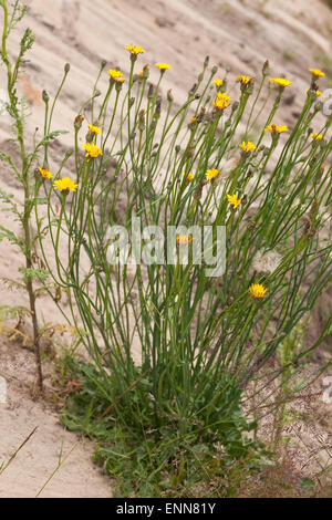 Spotted auprobieren Ohr, Gewöhnliches Ferkelkraut, Hypochaeris Radicata, Porcelle Stockfoto