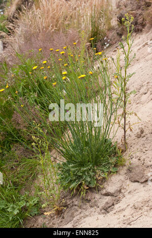 Spotted auprobieren Ohr, Gewöhnliches Ferkelkraut, Hypochaeris Radicata, Porcelle Stockfoto