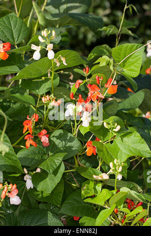 Scarlet Runner Bean, mehrblütig Bohne, Bohnen, Feuerbohne, Käferbohne, Feuer-Bohne, Bohne, Bohnen, Phaseolus Coccineus Stockfoto