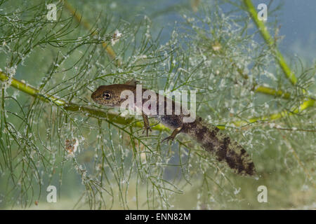 Europäische Feuersalamander, Larve, Larven, Feuersalamander, Feuer-Salamander, Larve, Kaulquappe, Salamander, Salamandra Salamandra Stockfoto