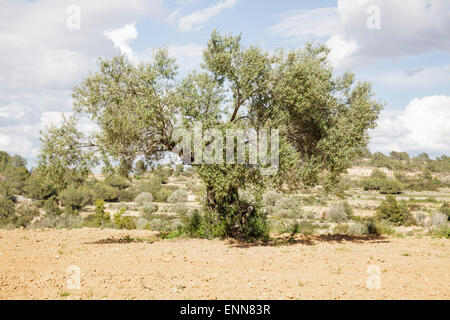 Olivenbaum (Olea Europaea) Stockfoto