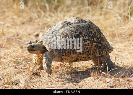 Pantherschildkröte unterwegs Stockfoto