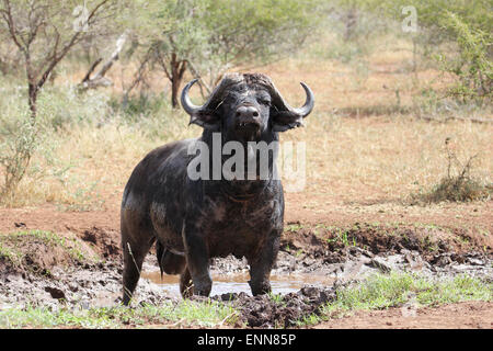 Buffalo Bull genießen ein Schlammbad Stockfoto