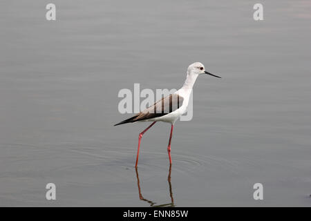 Black Winged Stilt suchen Würmer im Wasser Stockfoto