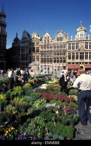 BEL, Belgien, Brüssel, Blumenmarkt am Grand Place.  BEL, Belgien, Bruessel, Blumenmarkt Auf Dem Grand Place. Stockfoto