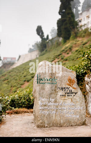 Happy Valley Teeplantage in Darjeeling. Stockfoto