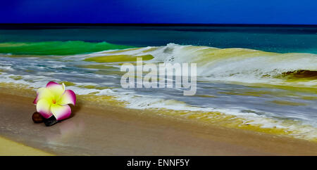 Eine rosa und gelb Hawaii Blume, Plumeria, Verlegung auf Sand mit Kies und Wellen im Hintergrund Stockfoto