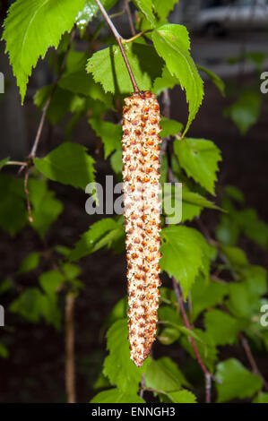 Frühling Birke Kätzchen nach Regen Stockfoto