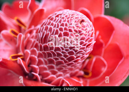 Nahaufnahme der Fackel Ingwer (Phaeomeria Magnifica, Etlingera Elatior) Amazonien, Ecuador Stockfoto