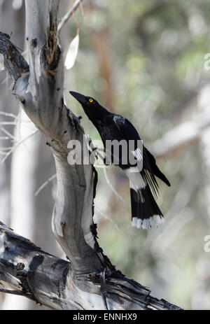 Trauerschnäpper Currawong (Strepera Graculina), Wollemi Nationalpark, New South Wales, Australien Stockfoto