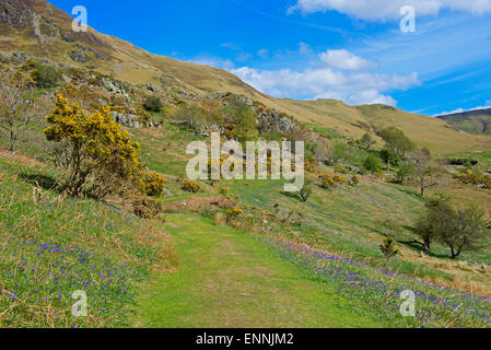 Glockenblumen in Rannerdale, Lake District National Park, Cumbria, England UK Stockfoto