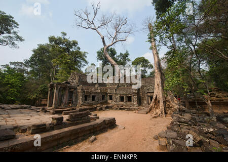 TA Phrom, der Dschungeltempel von Angkor Wat in Siem Reap, Kambodscha Stockfoto