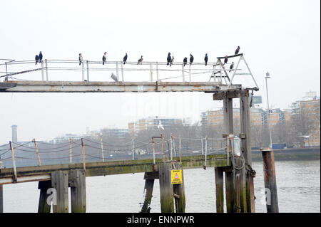 London, UK, 20. März 2015, Kormorane am Pier in Vauxhall am Südufer der Themse. Stockfoto