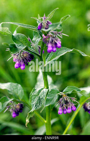 Gemeinsame Beinwell, Symphytum officinale, Stiel mit Blumen Stockfoto