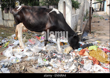 Hungrigen Brahmanen Kuh Essen Müll auf der Straße von Mysore in Indien Stockfoto