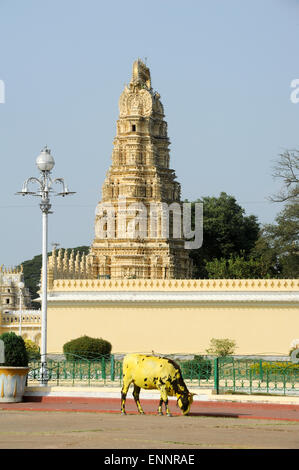 Eine Kuh vor Sri Bhuvaneshwari Tempel in der Nähe von Mysore Palast auf Indien Stockfoto