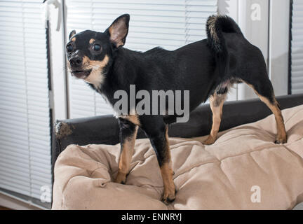Kleiner schwarzer Hund auf Sofa in einem Haus Stockfoto