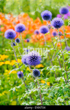 Globe Disteln im Sommergarten.  Botanischer Name ist Echinops ritro Stockfoto
