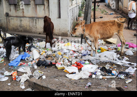 Hungrigen Brahmanen Kuh Essen Müll auf der Straße von Mysore in Indien Stockfoto