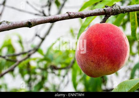 Pfirsich auf dem Baum mit hellem Hintergrund. Stockfoto